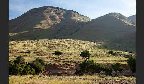 Arganie (Argania spinosa)