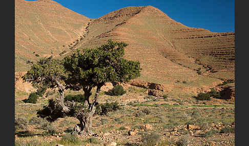 Arganie (Argania spinosa)