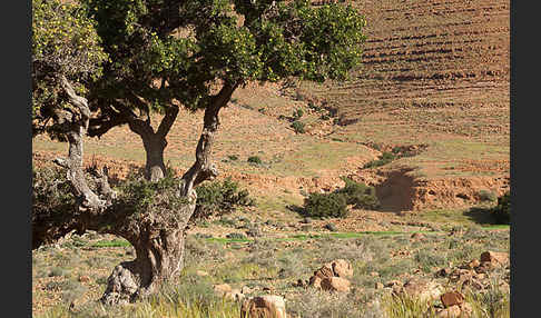 Arganie (Argania spinosa)