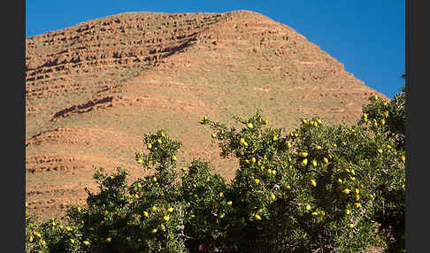 Arganie (Argania spinosa)