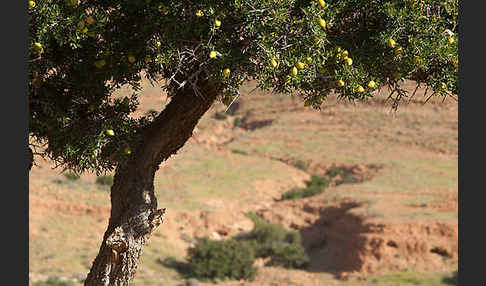 Arganie (Argania spinosa)