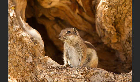 Atlashörnchen (Atlantoxerus getulus)