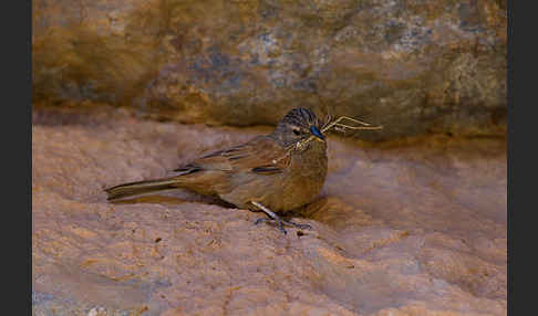 Hausammer (Emberiza striolata)