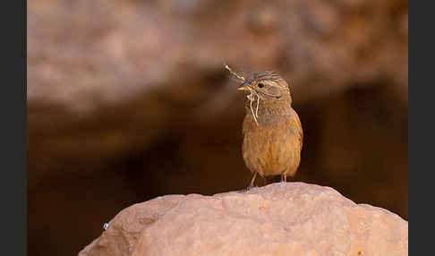 Hausammer (Emberiza striolata)