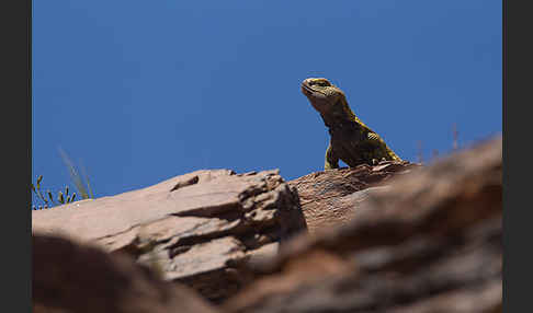 Dornschwanz (Uromastyx acanthinurus)