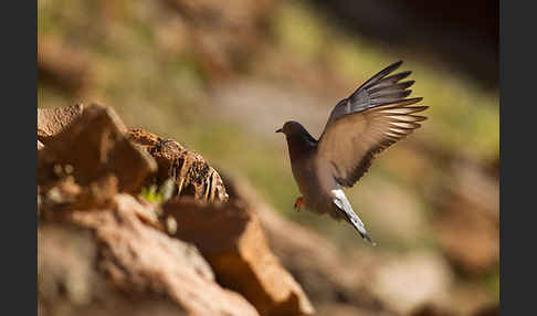 Felsentaube (Columba livia)