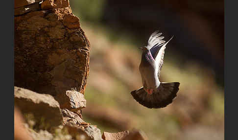 Felsentaube (Columba livia)