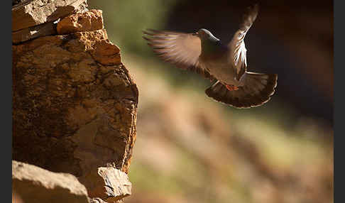 Felsentaube (Columba livia)