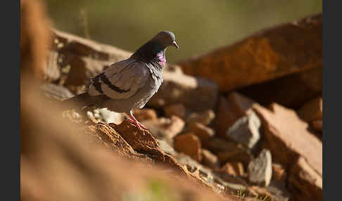 Felsentaube (Columba livia)