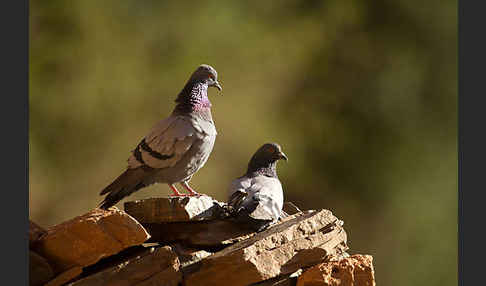 Felsentaube (Columba livia)