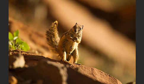 Atlashörnchen (Atlantoxerus getulus)