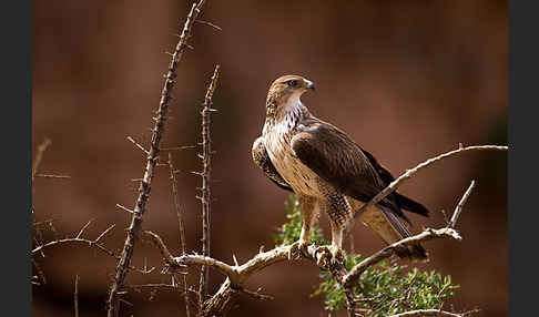 Habichtsadler (Aquila fasciata)