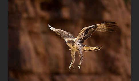 Habichtsadler (Aquila fasciata)