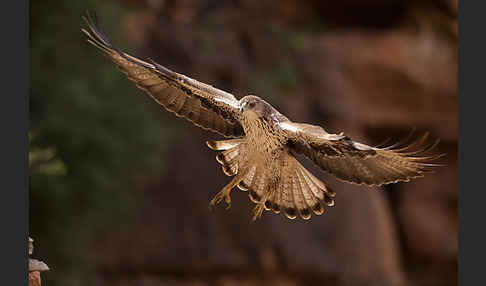 Habichtsadler (Aquila fasciata)