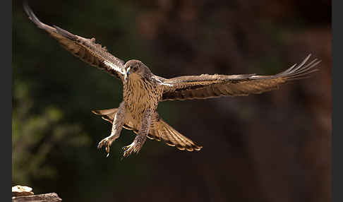 Habichtsadler (Aquila fasciata)