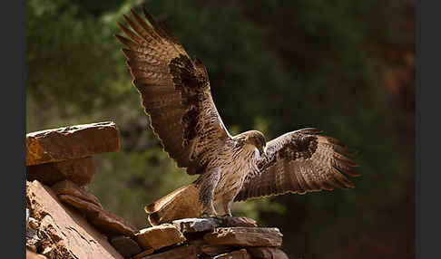 Habichtsadler (Aquila fasciata)