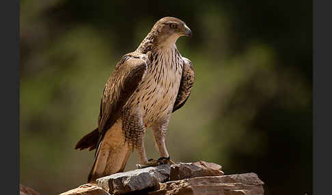 Habichtsadler (Aquila fasciata)