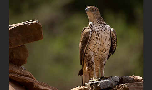 Habichtsadler (Aquila fasciata)