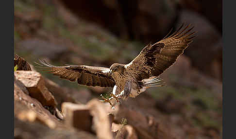 Habichtsadler (Aquila fasciata)