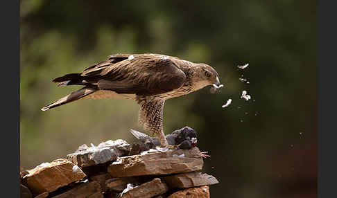 Habichtsadler (Aquila fasciata)