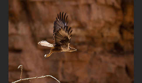 Habichtsadler (Aquila fasciata)