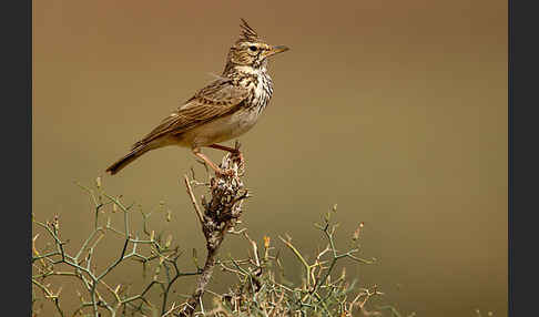 Maghreblerche (Galerida cristata randonii)