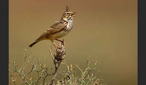 Maghreblerche (Galerida cristata randonii)