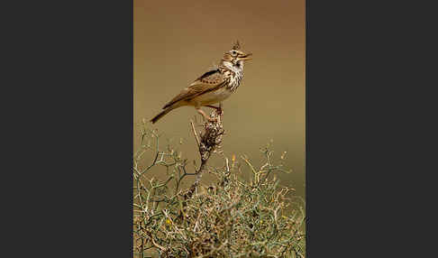 Maghreblerche (Galerida cristata randonii)