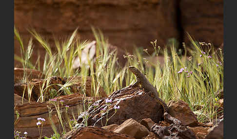 Dornschwanz (Uromastyx acanthinurus)