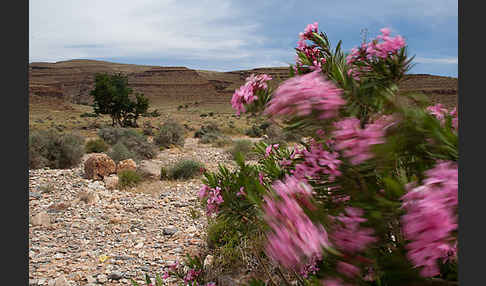 Oleander (Nerium oleander)