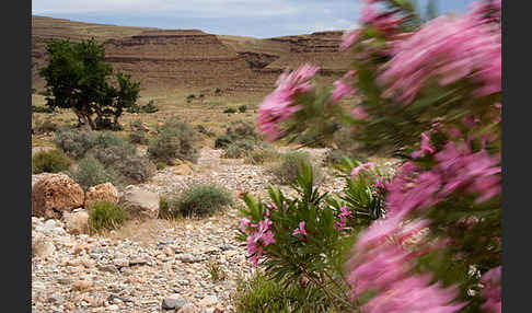 Oleander (Nerium oleander)