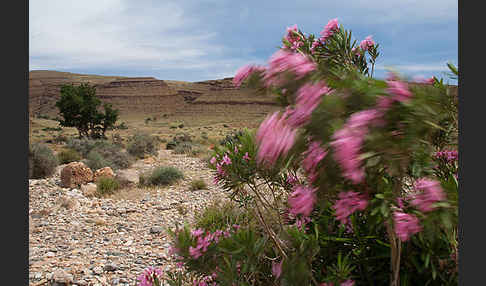 Oleander (Nerium oleander)