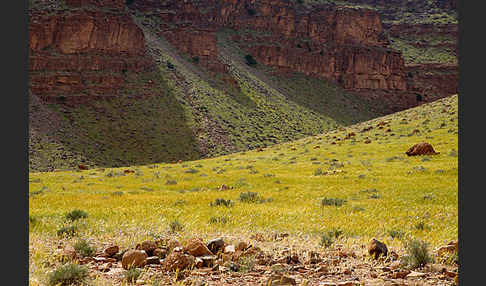 Marokko (Morocco)