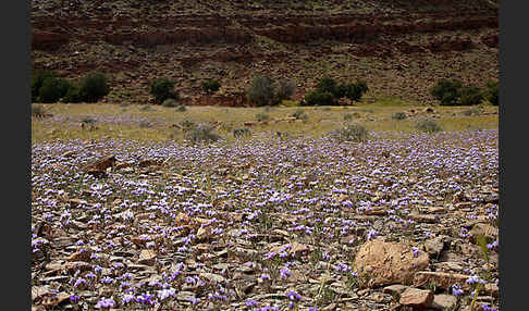 Strandflieder (Limonium spec.)