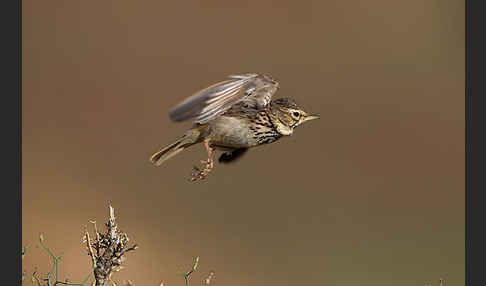 Maghreblerche (Galerida cristata randonii)