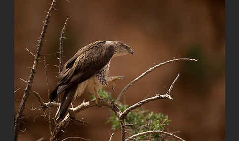 Habichtsadler (Aquila fasciata)