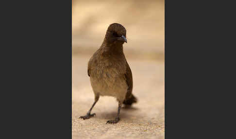 Graubülbül (Pycnonotus barbatus spurius)