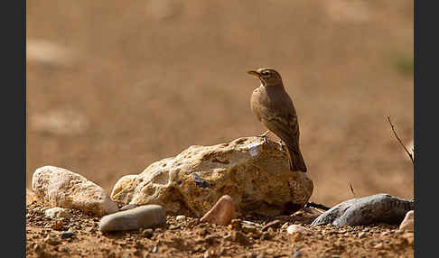 Steinlerche (Ammomanes deserti)