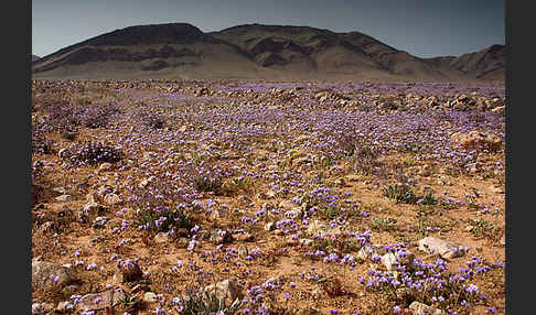 Strandflieder (Limonium spec.)