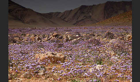 Strandflieder (Limonium spec.)