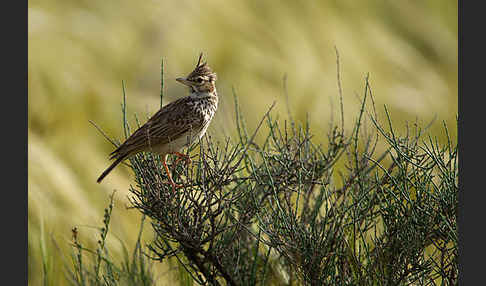 Maghreblerche (Galerida cristata randonii)