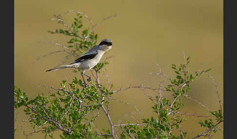 Raubwürger (Lanius excubitor koenigi)