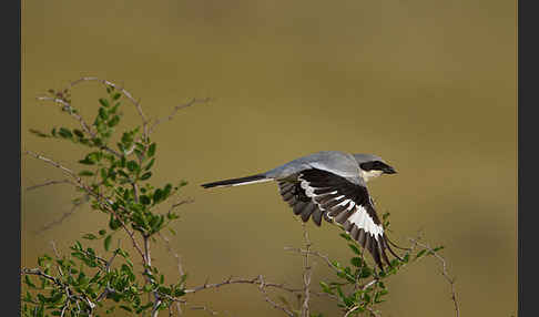 Raubwürger (Lanius excubitor koenigi)