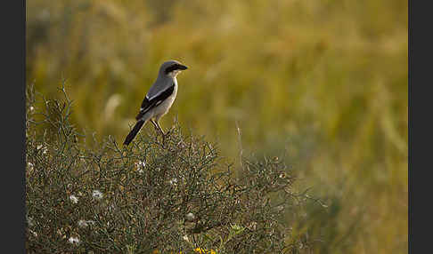 Raubwürger (Lanius excubitor koenigi)