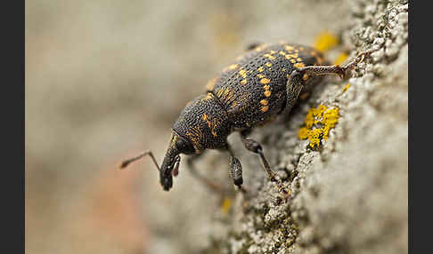 Großer Brauner Rüsselkäfer (Hylobius abietis)