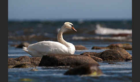 Höckerschwan (Cygnus olor)