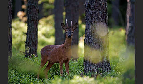 Rehwild (Capreolus capreolus)