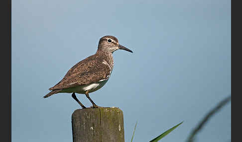 Flußuferläufer (Actitis hypoleucos)