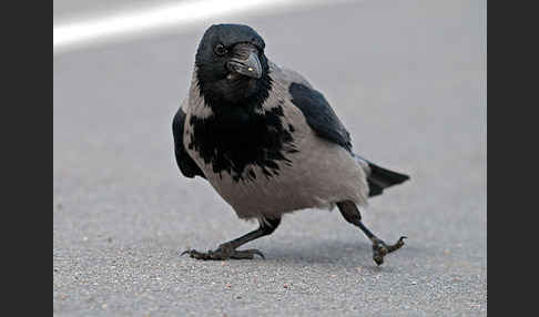 Nebelkrähe (Corvus corone cornix)