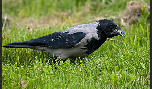 Nebelkrähe (Corvus corone cornix)